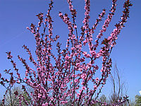 Prunus%20persica%20Pink%20Beauty%20-%20bluehend.JPG
