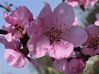 Prunus%20persica%20Spring%20Glow%2002.jpg
