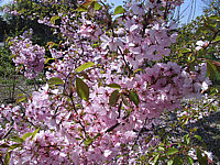Prunus%20sargentii%20Accolade%2001.JPG
