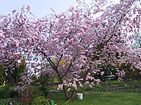 Prunus%20sargentii%20Accolade%2002%20Sol%206m.JPG