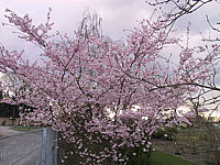 Prunus%20sargentii%20Accolade%2003%20Sol%204*04.JPG