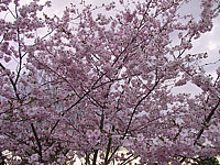 Prunus%20sargentii%20Accolade%2004%20Sol%20nah.JPG