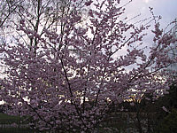 Prunus%20sargentii%20Accolade%2005.JPG