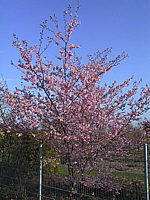 Prunus%20sargentii%20Accolade%2006.jpg