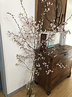 Prunus%20sargentii%20Accolade%2008%20in%20Bodenvase.JPG