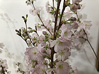 Prunus%20sargentii%20Accolade%2009%20in%20Bodenvase.JPG