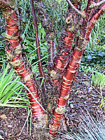 Prunus%20serrula%2001%20Rinde%20Herbst.jpg