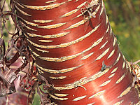 Prunus%20serrula%2002%20Rinde%20im%20Herbst.JPG