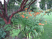 Prunus%20serrula%2003%20Rinde%20Sommer%20+%20Hemerocallis%20orange.JPG