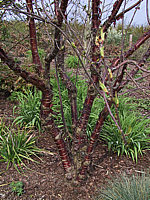 Prunus%20serrula%2004%20Rinde%20Fruehling.jpg