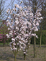 Prunus%20serrulata%20Amanogawa.JPG
