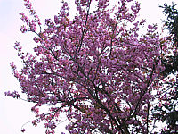 Prunus%20serrulata%20Kanzan%2001.JPG