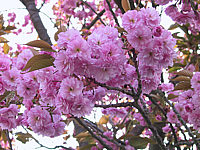 Prunus%20serrulata%20Kanzan%2002%20Macro.JPG