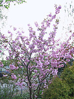 Prunus%20serrulata%20Kanzan%2003.jpg
