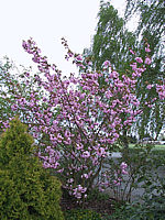 Prunus%20serrulata%20Kanzan%2004.jpg