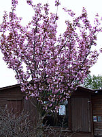 Prunus%20serrulata%20Kanzan%2005.jpg