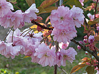 Prunus%20serrulata%20Kanzan%2006%20Bluetenmacro.JPG
