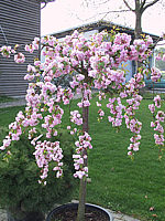 Prunus%20serrulata%20Kiku-shidare-zakura%2001.JPG