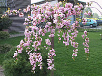 Prunus%20serrulata%20Kiku-shidare-zakura%2002.JPG