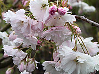 Prunus%20serrulata%20Miyako.jpg