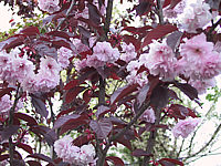 Prunus%20serrulata%20Royal%20Burgundi%2002.JPG