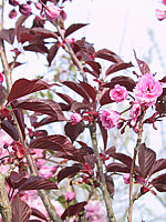 Prunus%20serrulata%20Royal%20Burgundi%2003.JPG