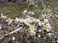 Prunus%20spinosa%20-%20Blueten%2001.JPG