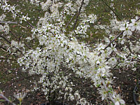 Prunus%20spinosa%20-%20Blueten%2002.JPG