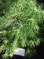 Pseudolarix%20amabilis.JPG