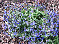 Pulmonaria%20angustifolia%20Azurea%2001%20Sol%20bluehend.JPG