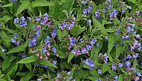 Pulmonaria%20angustifolia%20Azurea%2002%20(Pulmonaria%20dacica).jpg