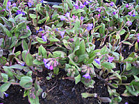 Pulmonaria%20angustifolia%20Azurea%2003.JPG