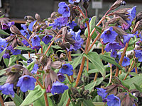 Pulmonaria%20angustifolia%20Blue%20Ensign%2001.JPG