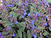 Pulmonaria%20angustifolia%20Blue%20Ensign%2002.JPG