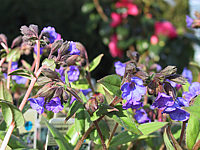 Pulmonaria%20angustifolia%20Blue%20Ensign%2003.JPG