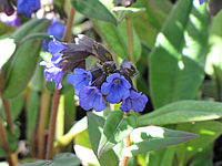 Pulmonaria%20angustifolia%20Blue%20Ensign%2004.JPG