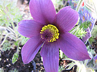 Pulsatilla%20vulgaris%20%2001.JPG
