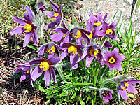Pulsatilla%20vulgaris%2003.JPG