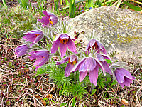 Pulsatilla%20vulgaris%20Rote%20Glocke.JPG