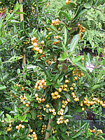 Pyracantha%20Soleil%20D'Or.JPG