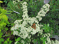 Pyracantha%20Teton%2001%20Bluehend.JPG