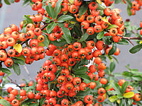 Pyracantha%20Teton%2002%20mit%20Beeren%20nah.JPG