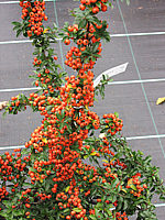 Pyracantha%20Teton%2003%20mit%20Beeren.JPG