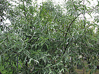 Pyrus%20salicifolia%20Pendula%2001%20Olivenbaumersatz.JPG