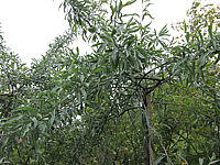 Pyrus%20salicifolia%20Pendula%2002.JPG