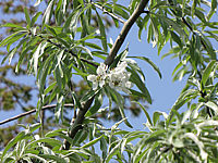 Pyrus%20salicifolia%20Pendula%2003.JPG
