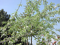 Pyrus%20salicifolia%20Pendula%2004%20Laub+Bluete.JPG