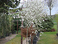 Pyrus%20salicifolia%20Pendula%2005%20Austrieb%20und%20Bluete.JPG