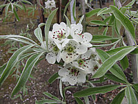 Pyrus%20salicifolia%20Pendula%2006%20Blueten%20Macro%2002.JPG