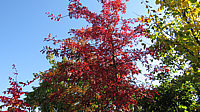 Quercus%20palustris%20-%20Herbst%202015-001.JPG